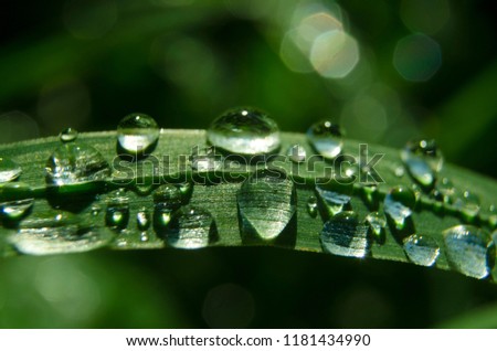 Sparkling rain drops on the grass on sunny summer day