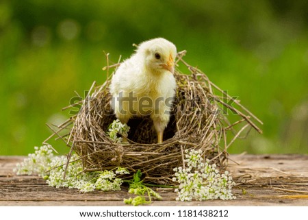 yellow chick in a nest on a natural background.