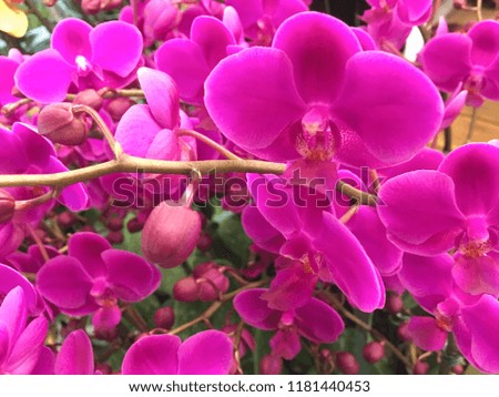 fresh beautiful vivid red orchid background
