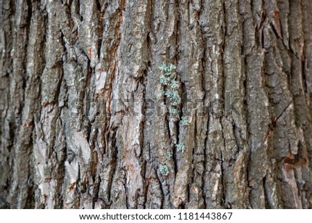 Tree bark, tree trunk, old tree