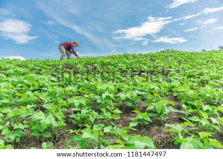 Farmer inspecting pea plants at his field