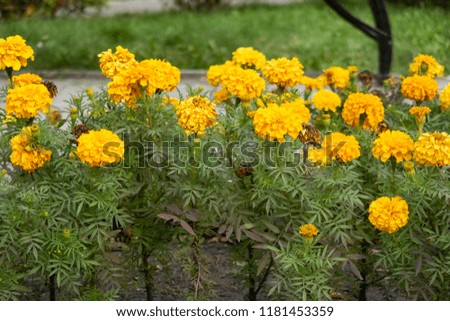 flowers marigolds close-up a lot