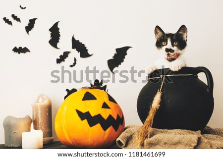 cute kitty sitting in witch cauldron with Jack o lantern pumpkin with candles, broom and bats, ghosts on spooky background. Happy Halloween concept. atmospheric image