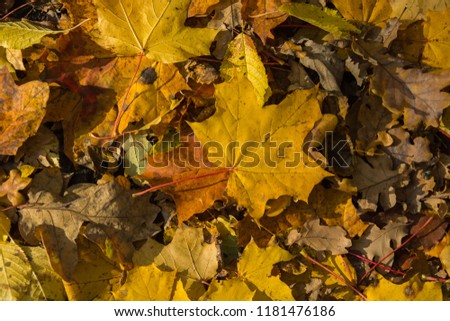 Yellow autumn leaves of maple and oak on the ground