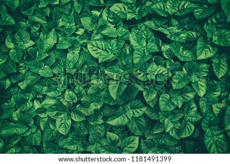 Green Leaves Texture Background.