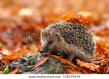Hedgehog Royalty-Free Stock Photo #118149634