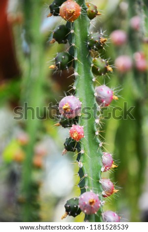 Beautiful prickly green cactus in a pot growing in the desert, beautiful background for presentation, printing, website, banner, poster, calendar, background for picture, business card, notebook