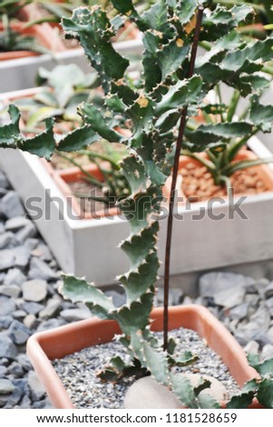 Beautiful prickly green cactus in a pot growing in the desert, beautiful background for presentation, printing, website, banner, poster, calendar, background for picture, business card, notebook, bann