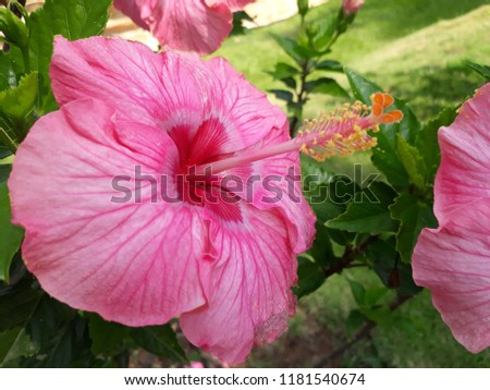 Hibiscus flower also called as Rose Mallow