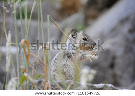 Little squirrel eating in high grass