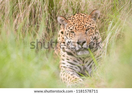 Portrait of a Jaguar (Panthera onca), natural habitat