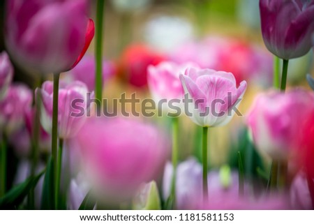 The Color of Araluen Tulips