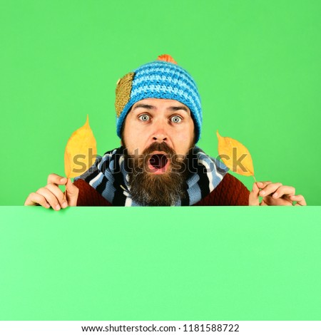 Man in warm hat holds cherry tree leaves on green background, copy space. Hipster with beard and shocked face wears warm clothes. Autumn and cold weather concept. October and November time idea