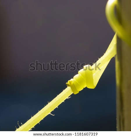 macro photography of cucumber plant with natural sunset lights. with a blurry background. taken in the garden in Europe.