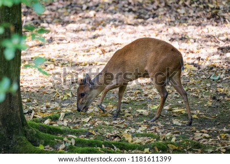 Red forest duiker looking for food in fallen leaves
