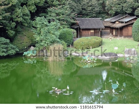 Traditional Japanese buildings near a green lotus pond in Japan                               