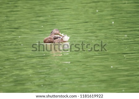 Mallard duck cleaning its feathers on a lake with murky water