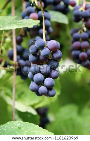 scented black grapes
