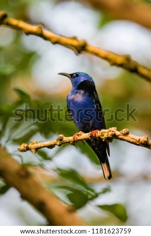 Male honeycreeper sitting on a branch while singing