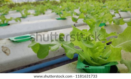 Organic vegetables, water pipes, nutrients, colors, natural vegetables