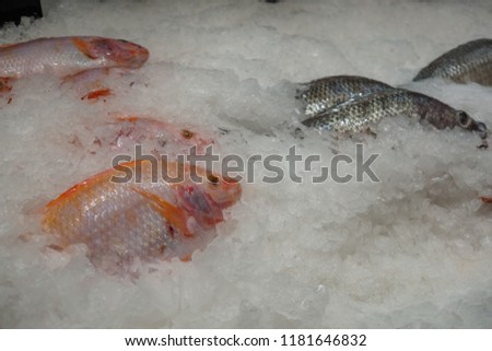 Fish was frozen in ice