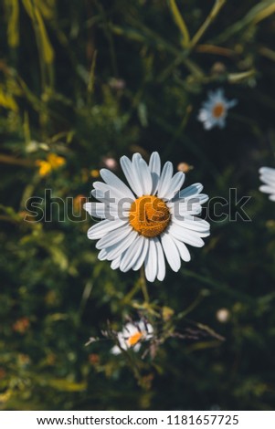 A single daisy in between green grass