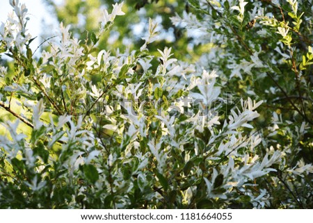 Beautiful lush Bush hakuro-nishiki with white and green leaves, beautiful background for presentation, printing, website, banner, poster, calendar, background for picture, business card, notebook