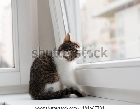 Closeup picture of a cute kitten looking through the window