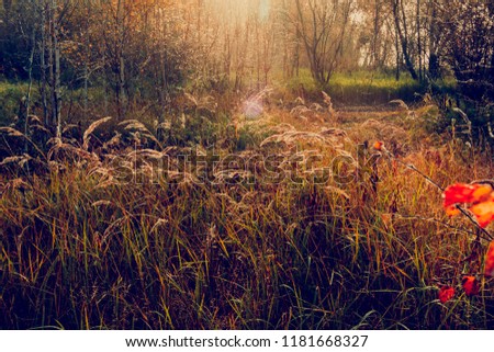 The ears of the feather grass in the rising rays of the autumn sun