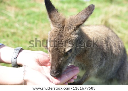 Wallaby in New Zealand