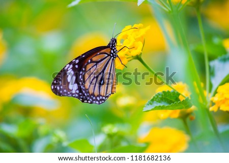 The Monarch Butterfly sitting on the flower plant  and feeding itself in its natural habitat in a nice soft beautiful backgroud flowers