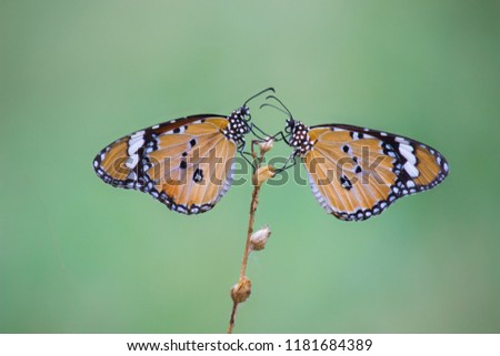 The Plain Tiger  butterfly sitting on the flower plant with a nice soft background in its natural habitat