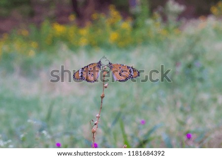 The Plain Tiger  butterfly sitting on the flower plant with a nice soft background in its natural habitat