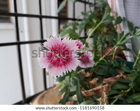 Dianthus is a genus flowering plants in the family Caryophyllaceae. Also called as dianthus caryophyllus.common names are carnation,  pink, sweet william