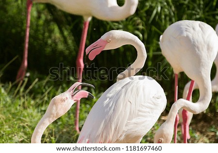 Flamingo Couple Romance