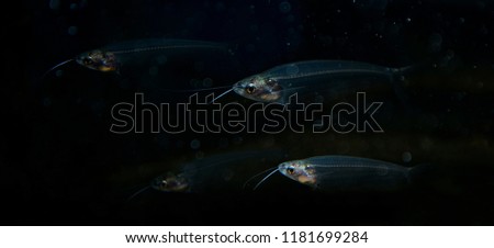 glass catfish close up Royalty-Free Stock Photo #1181699284
