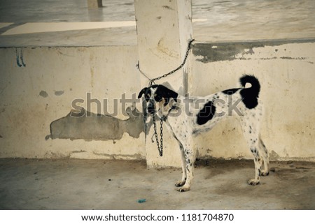 a dog with chained to old guardrail.