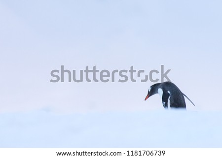 Gentoo Penguin (Pygoscelis papua) - Pensive Pose