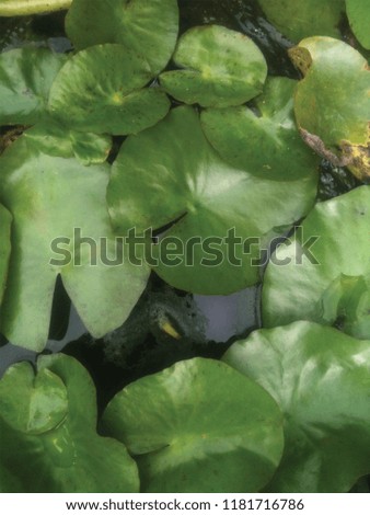 peaceful lush green lotus leaf in calm pond