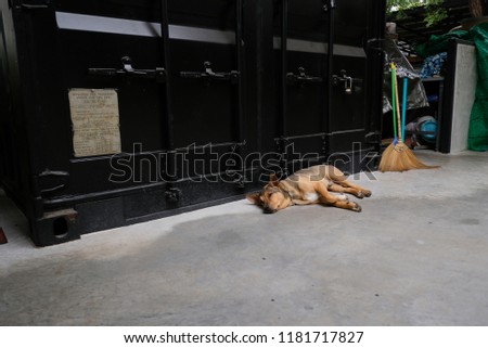 A dog lying on the floor next to the container.