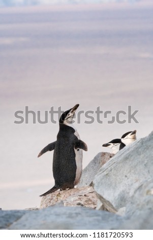 Chinstrap Penguin (Pygoscelis antarcticus) - Choir Practice