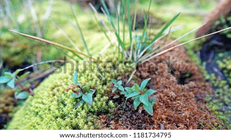 green moss and plant in the forest