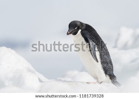 Adelie Penguin (Pygoscelis adeliae) - Feeling Tired