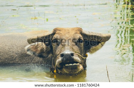 Buffalo immersed in water and mud.