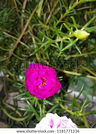 Moss Rose also called as Portulaca grandiflora, Indian table rose, 9 o'clock flower, ten o'clock, Mexican rose, rock rose