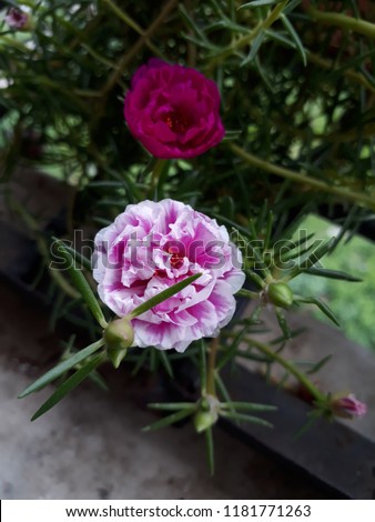 Moss Rose also called as Portulaca grandiflora, Indian table rose, 9 o'clock flower, ten o'clock, Mexican rose, rock rose