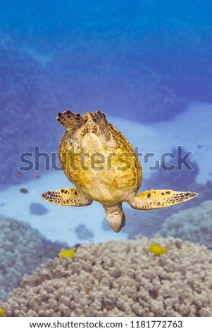 Turtle diving over coral reef