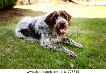 Wirehaired Pointing Griffon Dog Relaxing in the Cool Green Grass Royalty-Free Stock Photo #1181775715