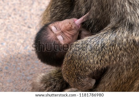 Female baboon feeds her cub