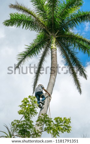 Adult male climbs tall coconut tree with rope to get coconuts. Harvesting and farmer work in caribbean countries